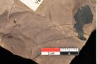 Foto (Detailansicht) von Myrica lignitum Unger (NHMW-GEO-2024-0188-0600)